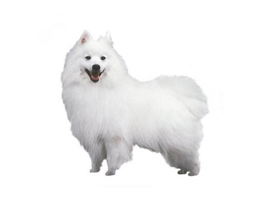 Dog breed hot sale japanese spitz